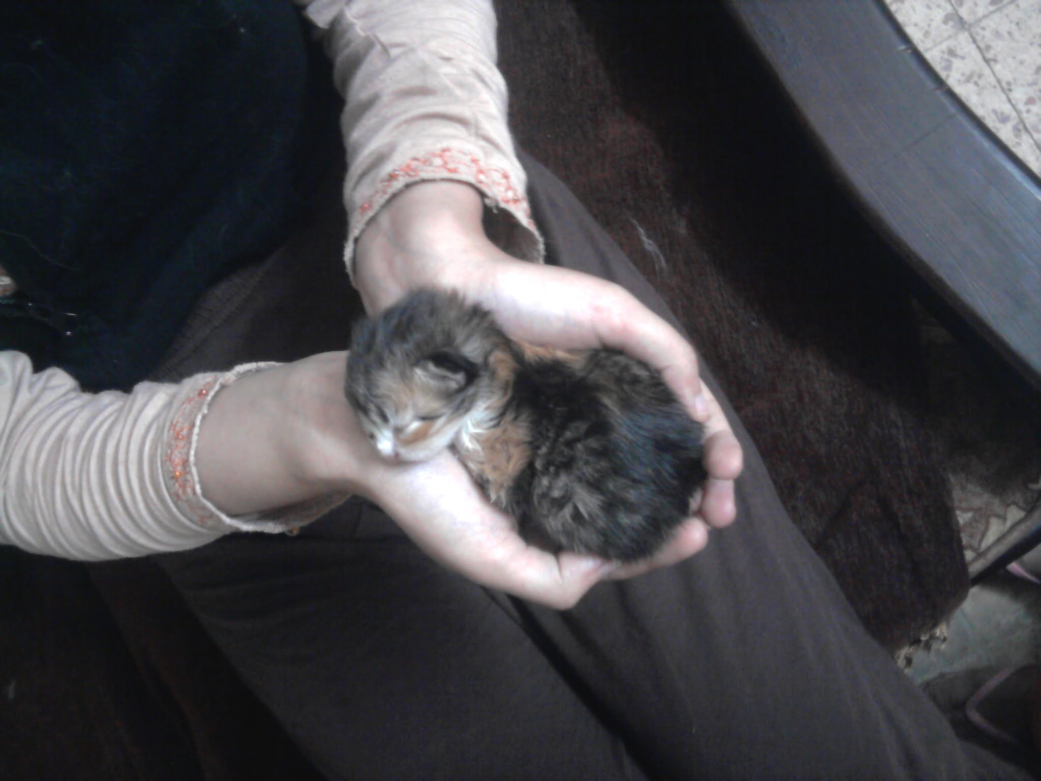 هل تؤثر القطط على المرأة الحامل ؟