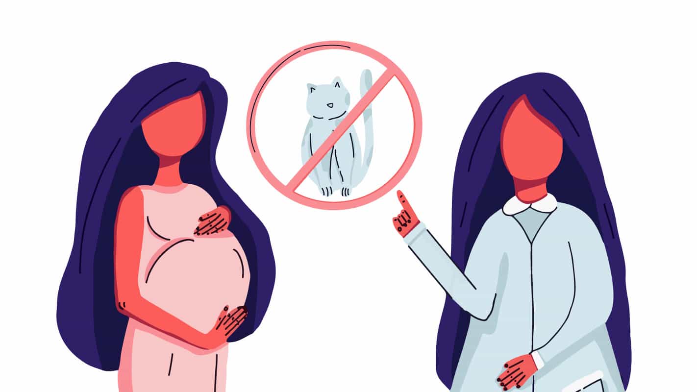 فيروس القطط عند الحامل 2025: المخاطر والعلاج 1 جرثومة القطط التوكسوبلازما