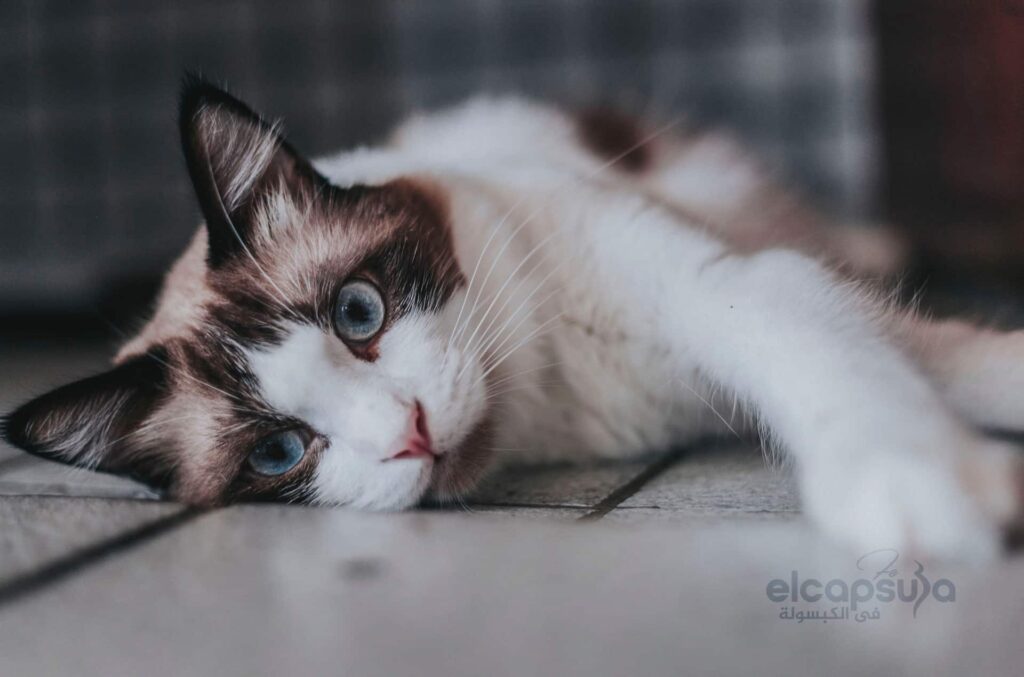 هل تؤثر القطط على المرأة الحامل ؟ 4 هل تؤثر القطط على المرأة الحامل ؟ 1