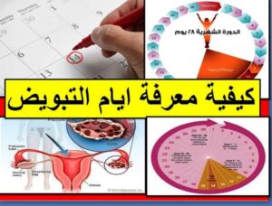 أعراض التبويض القوي وما هي طريقة معرفة أيام التبويض