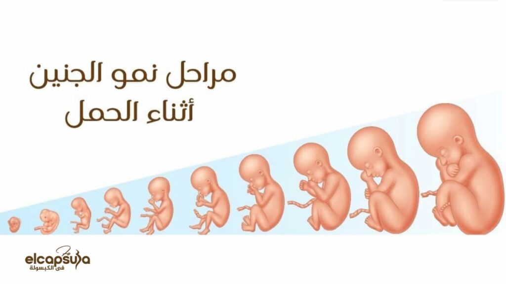 ألم الدورة فى اليوم الحادى عشر من ترجيع الأجنة